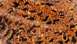 Bird Food (16)
